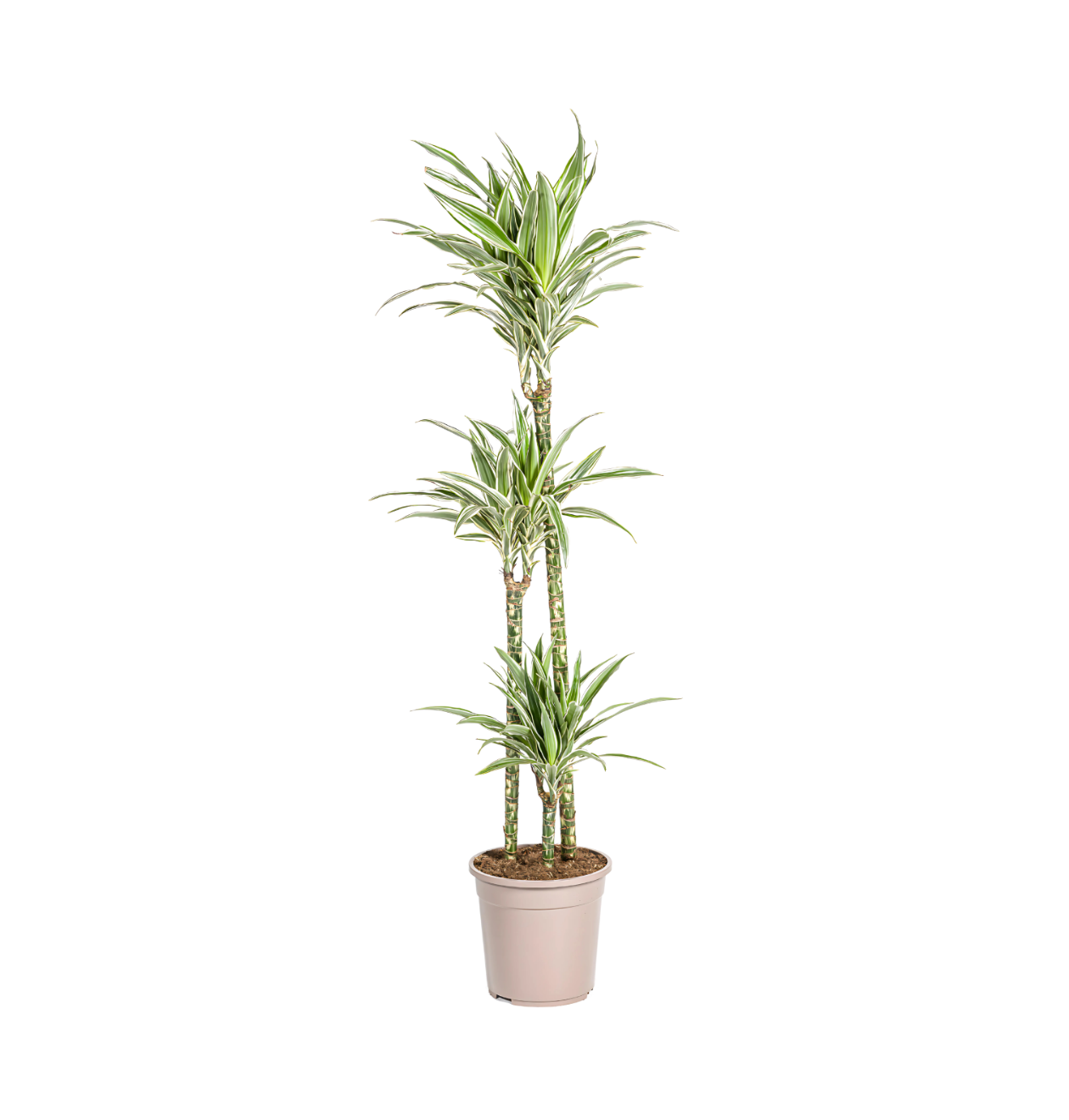 Dracaena Deremensis “White Stripe” | Drachenbaum | +/- 140cm | ø 24cm Topf 1 Dracaena Deremensis “White Stripe” | Drachenbaum | +/- 140cm | ø 24cm Topf