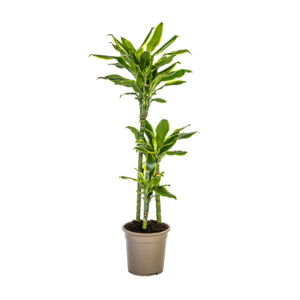Dracaena Fragrans “Golden Coast” | Drachenbaum | +/- 100cm | ø 21cm Topf