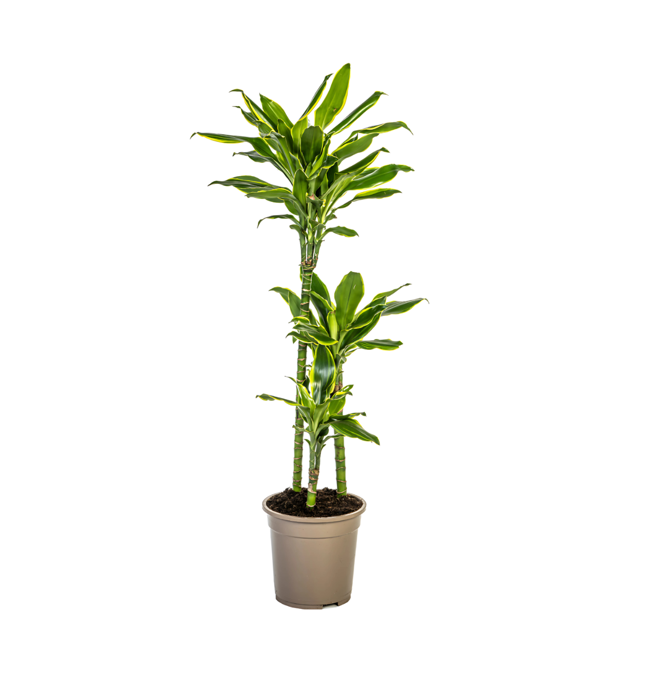 Dracaena Fragrans “Golden Coast” | Drachenbaum | +/- 100cm | ø 21cm Topf 1 Dracaena Fragrans “Golden Coast” | Drachenbaum | +/- 100cm | ø 21cm Topf