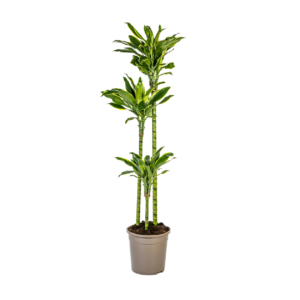 Dracaena Fragrans “Golden Coast” | Drachenbaum | +/- 140cm | ø 24cm Topf