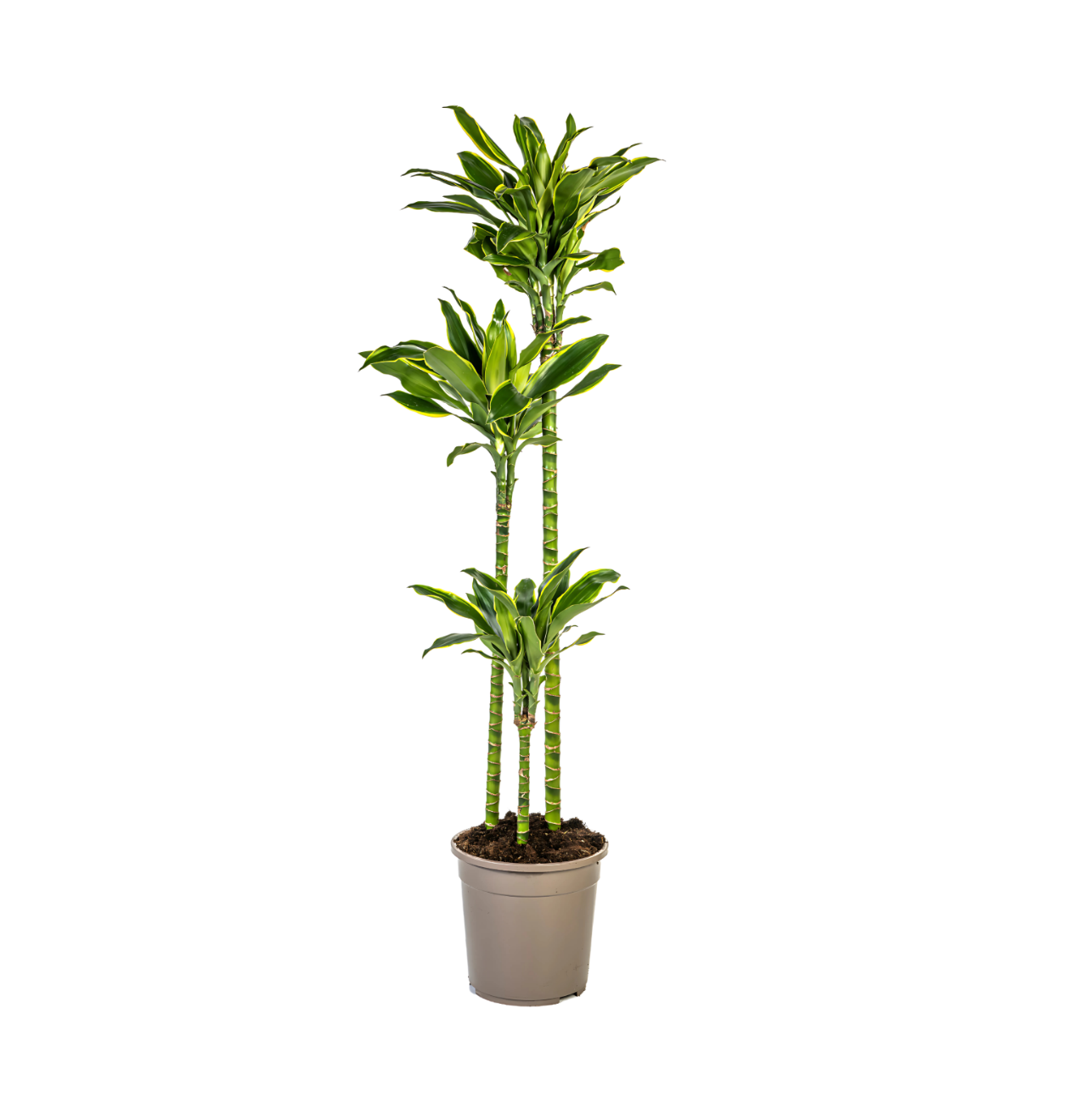 Dracaena Fragrans “Golden Coast” | Drachenbaum | +/- 140cm | ø 24cm Topf 1 Dracaena Fragrans “Golden Coast” | Drachenbaum | +/- 140cm | ø 24cm Topf