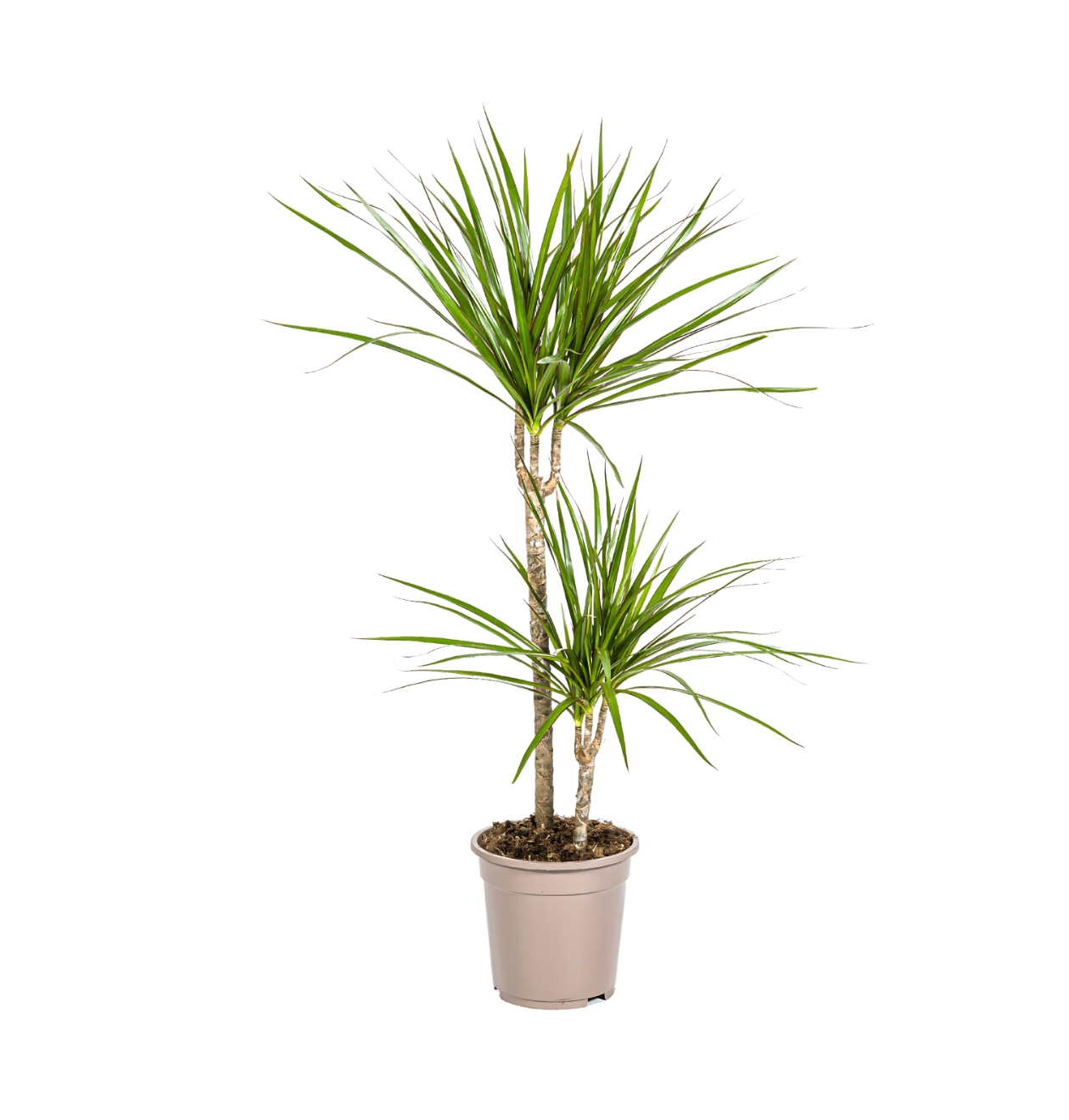 Dracaena Marginata “Green” | Drachenbaum | +/- 80cm | ø 19cm Topf 1 Dracaena Marginata “Green” | Drachenbaum | +/- 80cm | ø 19cm Topf