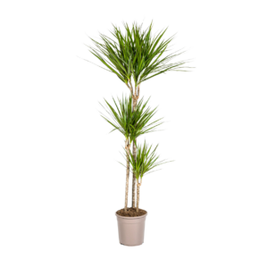 Dracaena Marginata “Green” | Drachenbaum | +/- 140cm | ø 24cm Topf