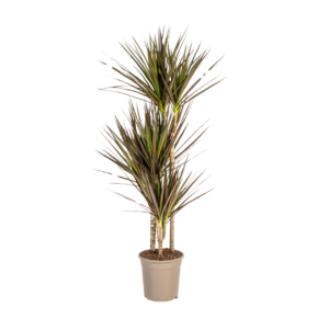 Dracaena Marginata “Magenta” | Drachenbaum | +/- 120cm | ø 21cm Topf