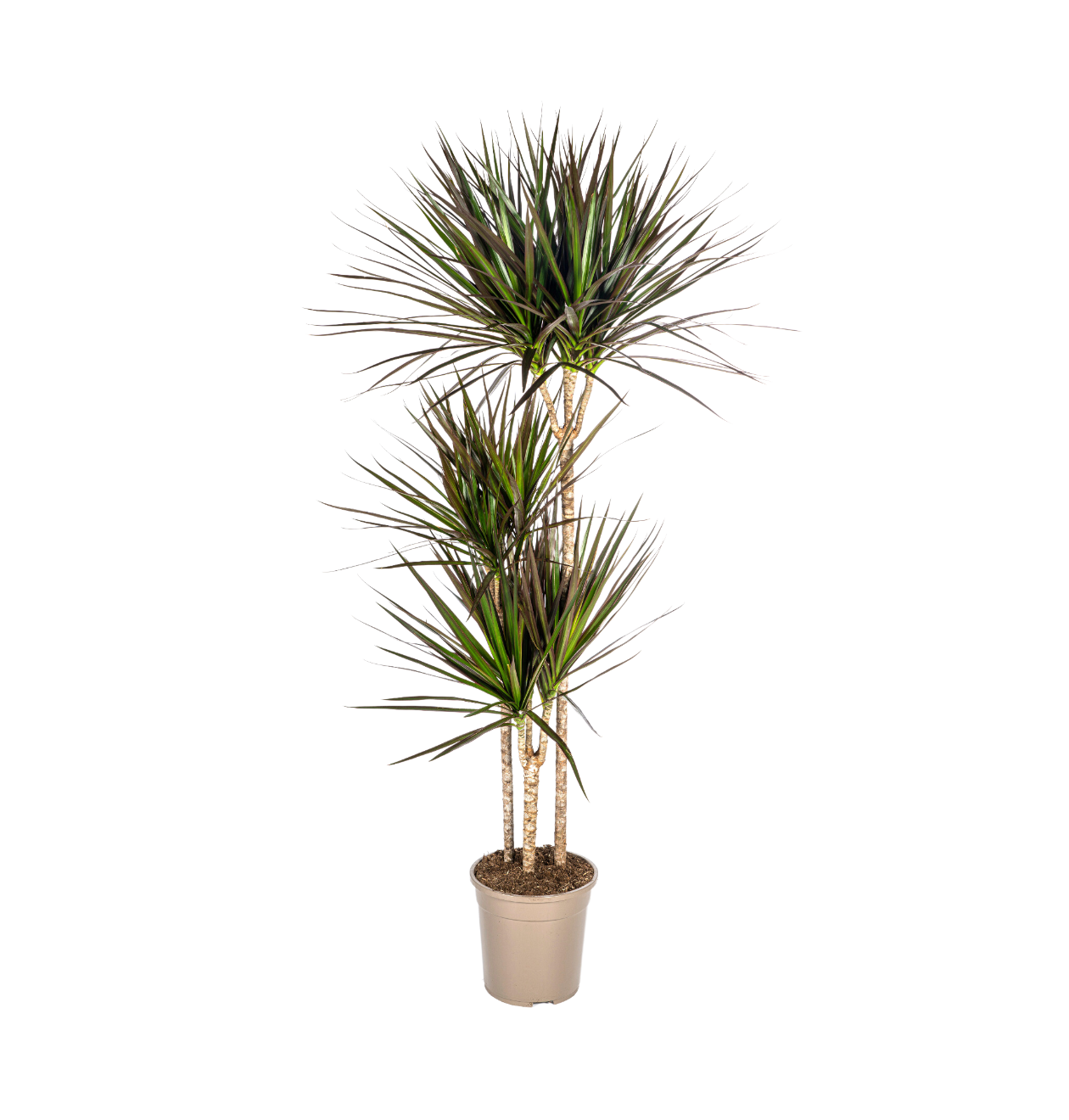 Dracaena Marginata “Magenta” | Drachenbaum | +/- 140cm | ø 24cm Topf 1 Dracaena Marginata “Magenta” | Drachenbaum | +/- 140cm | ø 24cm Topf