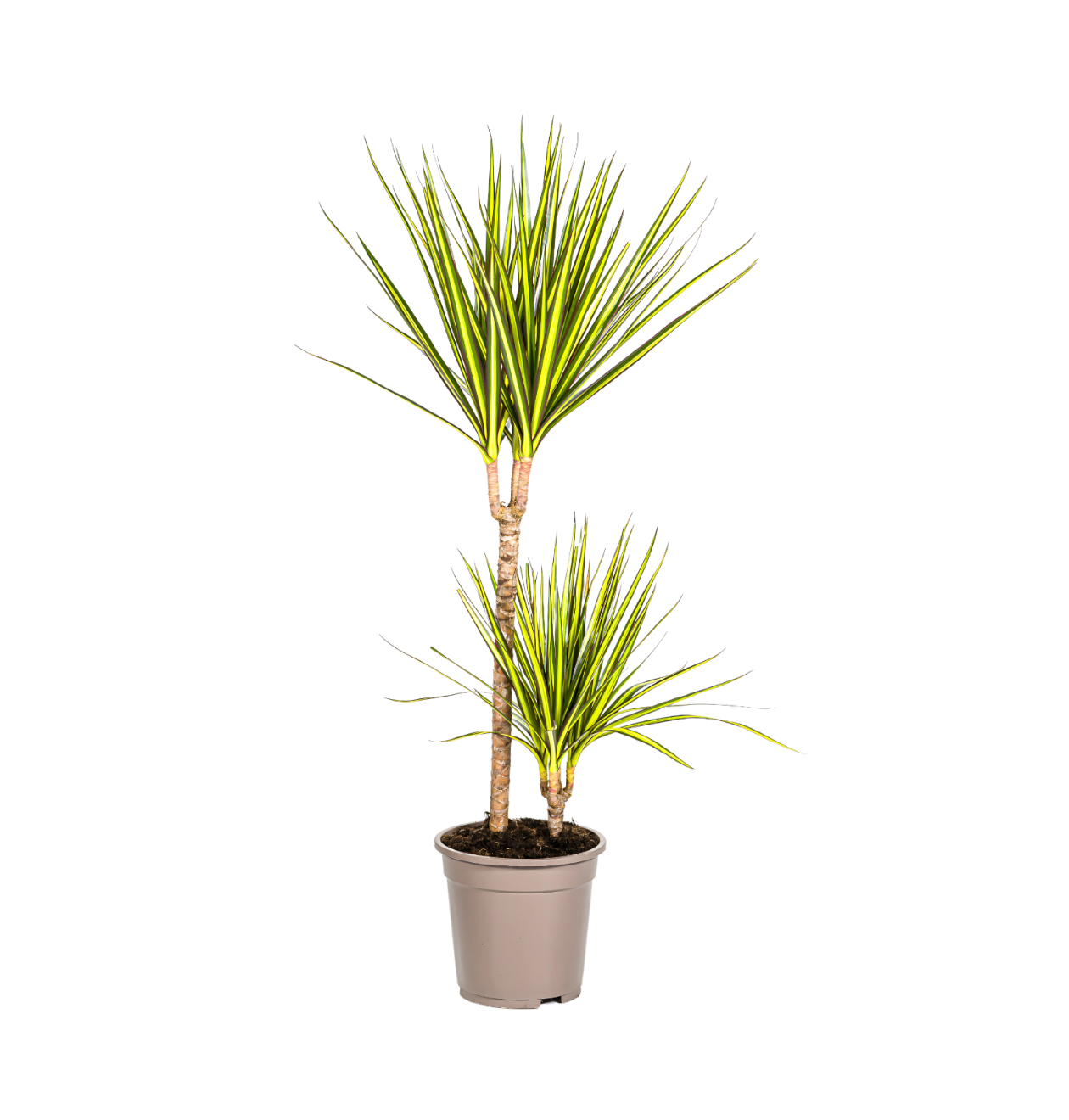 Dracaena Marginata “Sunray” | Drachenbaum | +/- 80-100cm | ø 19cm Topf 1 Dracaena Marginata “Sunray” | Drachenbaum | +/- 80-100cm | ø 19cm Topf