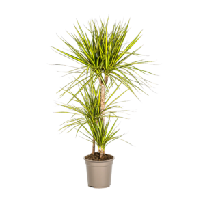 Dracaena Marginata “Sunray” | Drachenbaum | +/- 100-110cm | ø 21cm Topf
