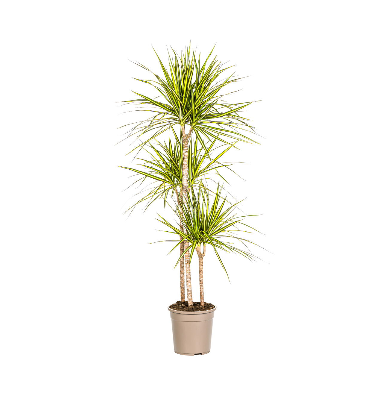 Dracaena Marginata “Sunray” | Drachenbaum | +/- 140cm | ø 24cm Topf 1 Dracaena Marginata “Sunray” | Drachenbaum | +/- 140cm | ø 24cm Topf