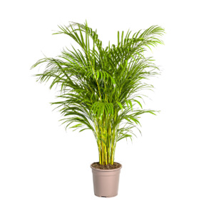 Dypsis Areca Lutescens | Goldfruchtpalme | +/- 140cm | ø 24cm Topf