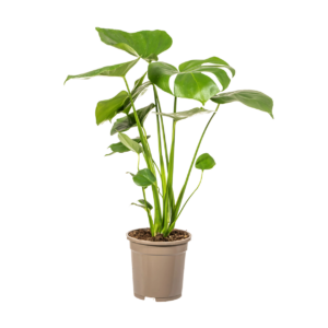 Monstera Deliciosa “Tauerii” | +/- 60cm | ø 17cm Topf