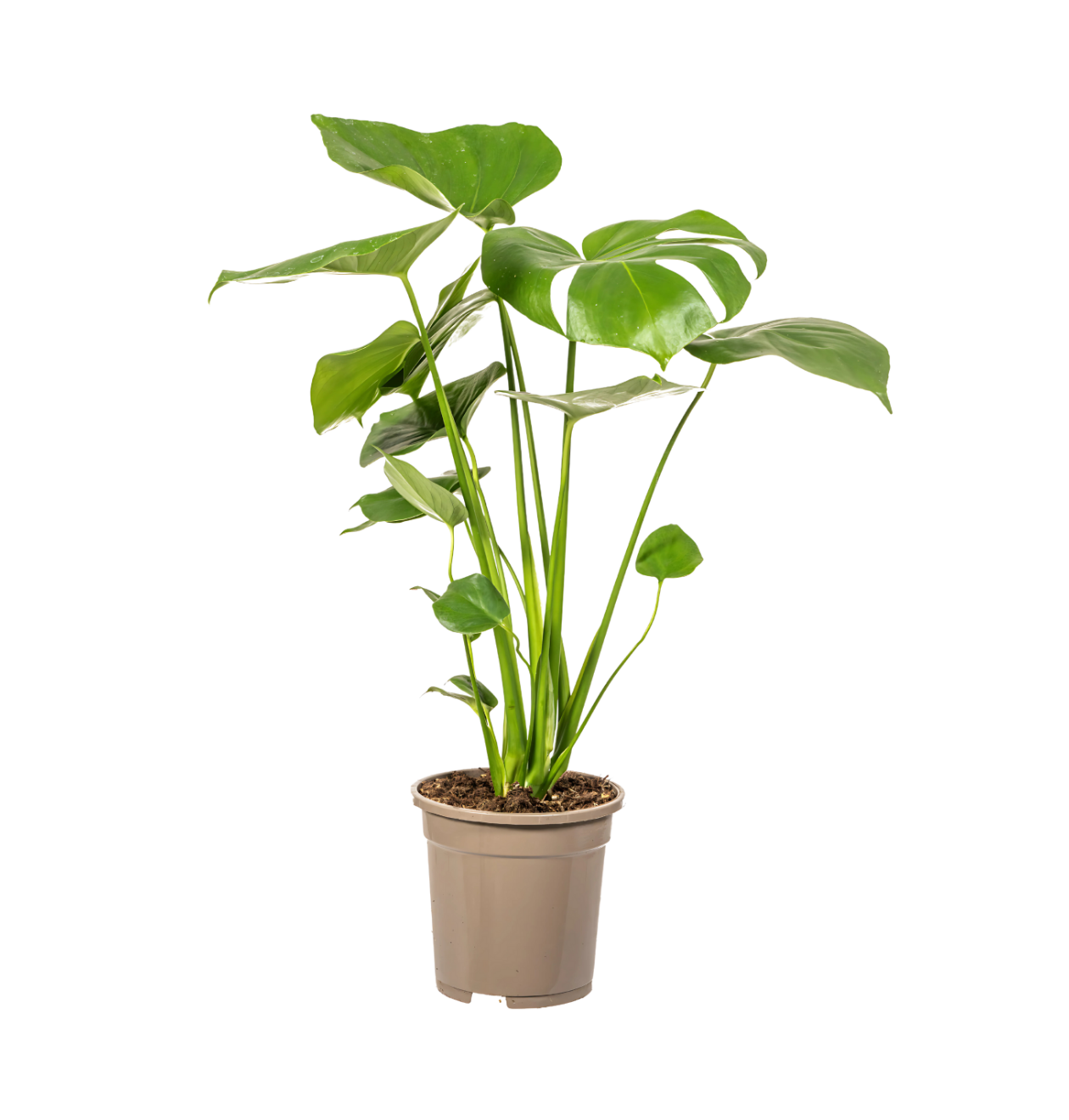 Monstera Deliciosa “Tauerii” | +/- 60cm | ø 17cm Topf 1 Monstera Deliciosa “Tauerii” | +/- 60cm | ø 17cm Topf