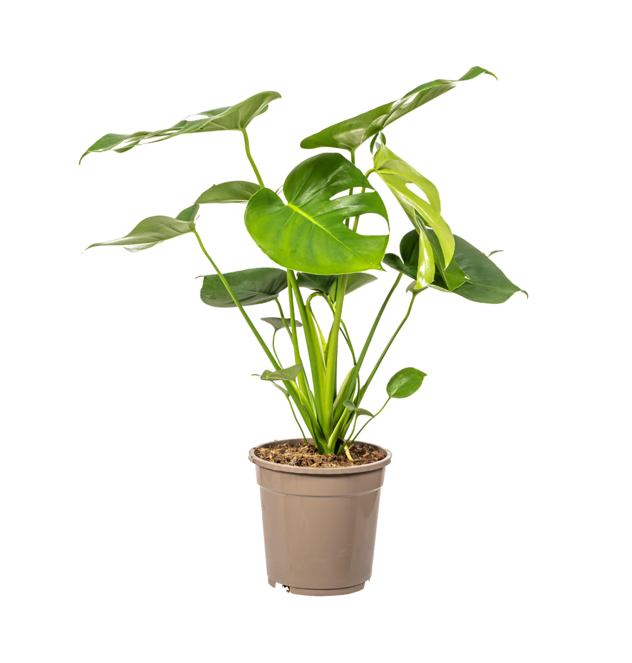 Monstera Deliciosa “Tauerii” | +/- 80cm | ø 19cm Topf 1 Monstera Deliciosa “Tauerii” | +/- 80cm | ø 19cm Topf