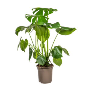 Monstera Deliciosa “Tauerii” | +/- 80cm | ø 21cm Topf
