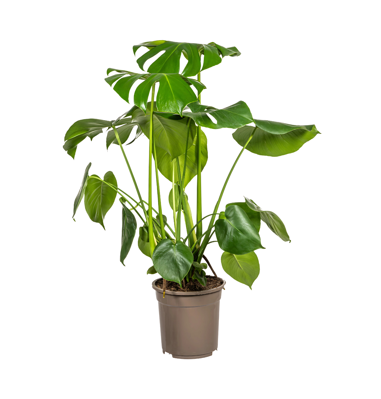 Monstera Deliciosa “Tauerii” | +/- 80cm | ø 21cm Topf 1 Monstera Deliciosa “Tauerii” | +/- 80cm | ø 21cm Topf