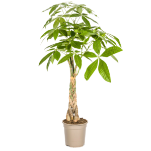 Pachira Aquatica | Glückskastanie | +/- 100cm | ø 21cm Topf