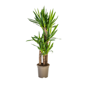 Yucca Elephantipes | Palmlilie | +/- 100cm | ø 21cm Topf