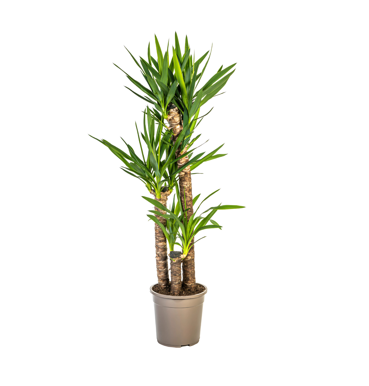 Yucca Elephantipes | Palmlilie | +/- 130cm | ø 24cm Topf 1 Yucca Elephantipes | Palmlilie | +/- 130cm | ø 24cm Topf