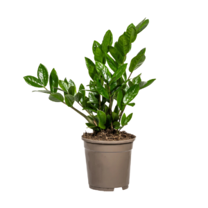 Zamioculcas Zamiifolia | Glücksfeder | +/- 40-50cm | ø 17cm Topf