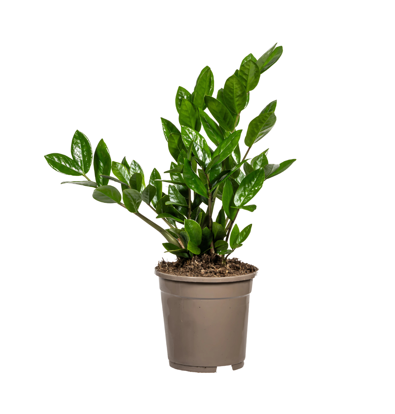 Zamioculcas Zamiifolia | Glücksfeder | +/- 40-50cm | ø 17cm Topf 1 Zamioculcas Zamiifolia | Glücksfeder | +/- 40-50cm | ø 17cm Topf