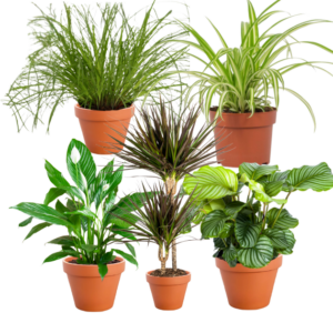 5er-Set | Grünlilie | Katzengras | Drachenbaum | Korbmarante | Einblatt | +/- 40-60cm | ø 12-15cm Topf