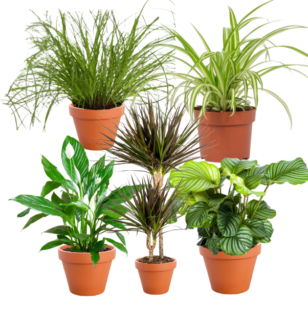 5er-Set | Grünlilie | Katzengras | Drachenbaum | Korbmarante | Einblatt | +/- 40-60cm | ø 12-15cm Topf 1 5er-Set | Grünlilie | Katzengras | Drachenbaum | Korbmarante | Einblatt | +/- 40-60cm | ø 12-15cm Topf