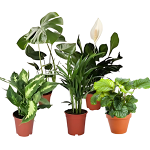 5er Set Luftreinigende Pflanzen | Monstera | Einblatt | Dieffenbachie | Goldfruchtpalme | Calathea | +/- 40-50cm | ø 12-15cm Topf