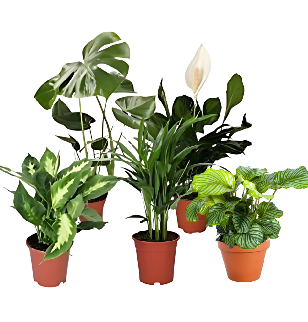 5er Set Luftreinigende Pflanzen | Monstera | Einblatt | Dieffenbachie | Goldfruchtpalme | Calathea | +/- 40-50cm | ø 12-15cm Topf 1 5er Set Luftreinigende Pflanzen | Monstera | Einblatt | Dieffenbachie | Goldfruchtpalme | Calathea | +/- 40-50cm | ø 12-15cm Topf