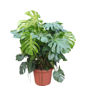 Monstera Deliciosa XXXL | Fensterblatt | +/- 130cm | ø 55cm Topf