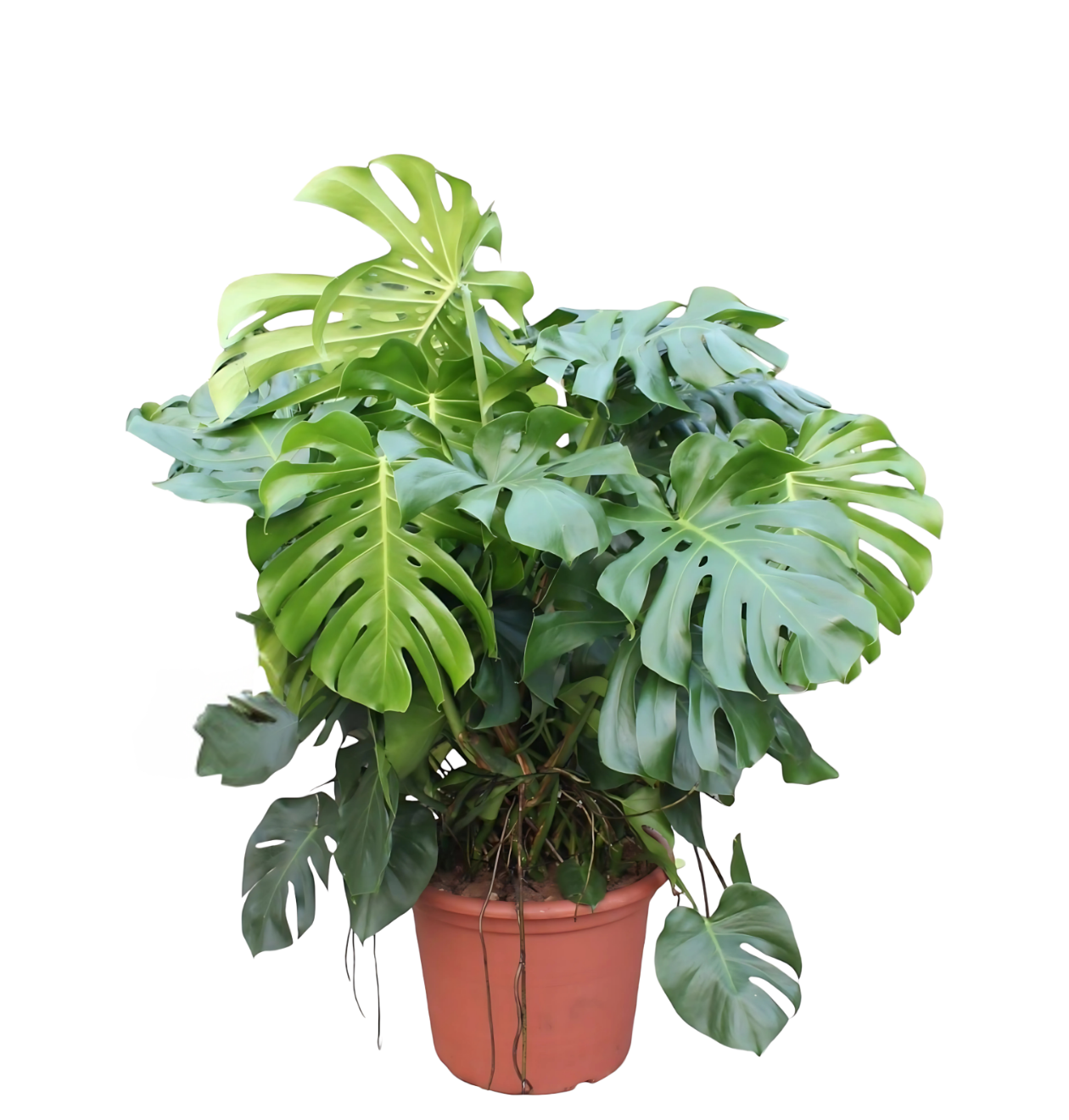 Monstera Deliciosa XXXL | Fensterblatt | +/- 130cm | ø 55cm Topf 1 Monstera Deliciosa XXXL | Fensterblatt | +/- 130cm | ø 55cm Topf