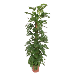 Monstera “Monkey Leaf” mit Moosstab | Affenblatt | +/- 180cm | ø 27cm Topf