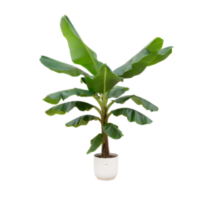 Musa | Bananenpflanze | +/- 190cm | ø 30cm Topf