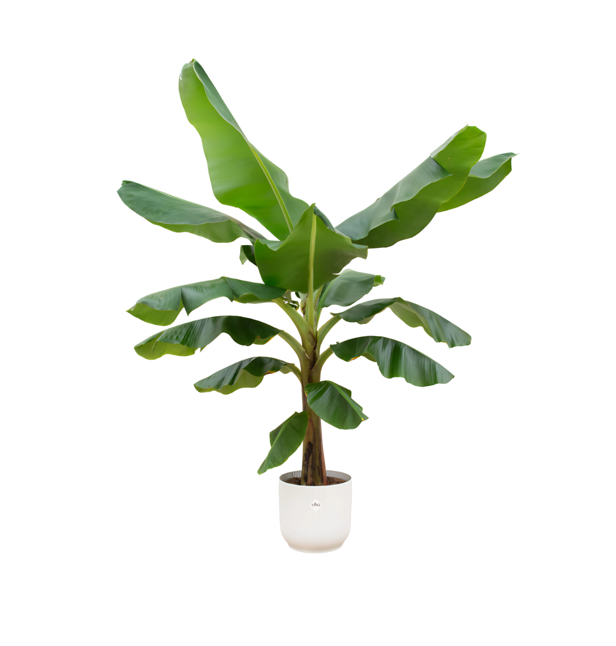 Musa | Bananenpflanze | +/- 190cm | ø 30cm Topf 1 Musa | Bananenpflanze | +/- 190cm | ø 30cm Topf