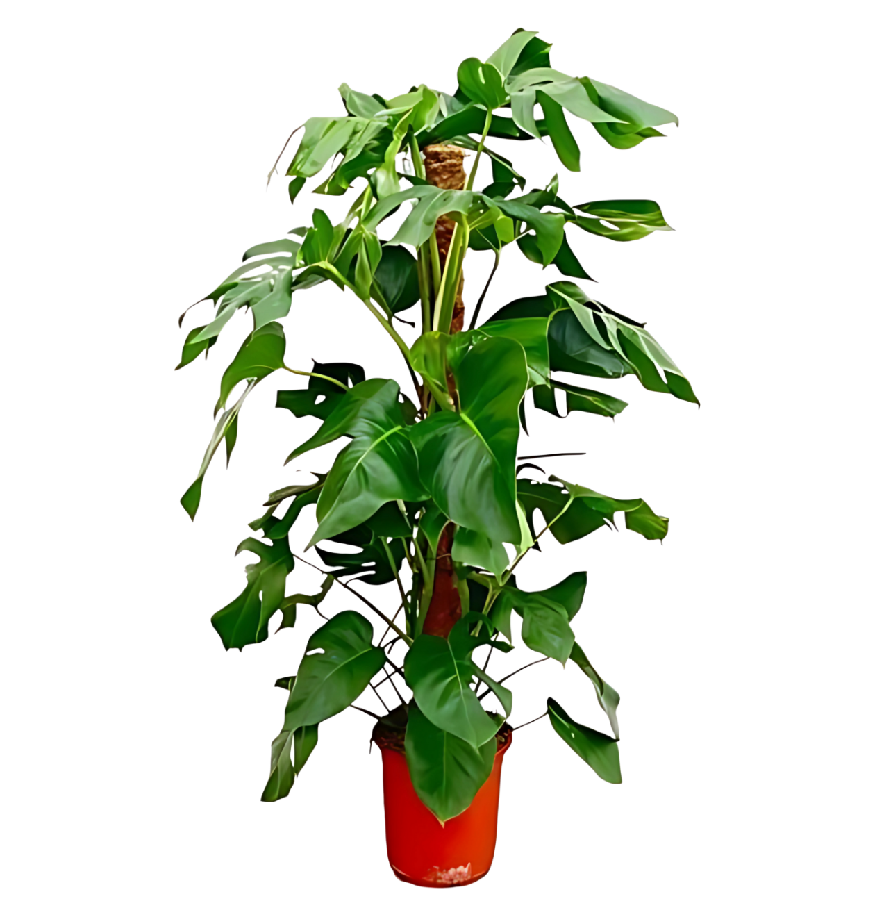 Monstera Pertusum | Fensterblatt | +/- 120cm | ø 24cm Topf 1 Monstera Pertusum | Fensterblatt | +/- 120cm | ø 24cm Topf