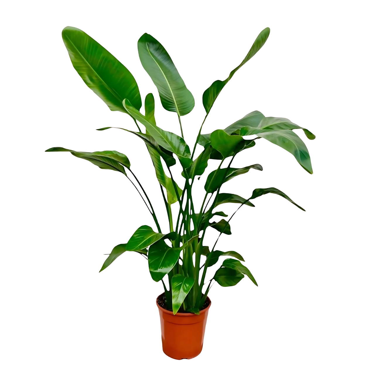 Strelitzia “Nicolai” | Baumstrelitzie | +/- 150cm | ø 21cm Topf 1 Strelitzia “Nicolai” | Baumstrelitzie | +/- 150cm | ø 21cm Topf