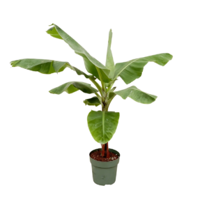 Musa | Bananenpflanze | +/- 150cm | ø 30cm Topf