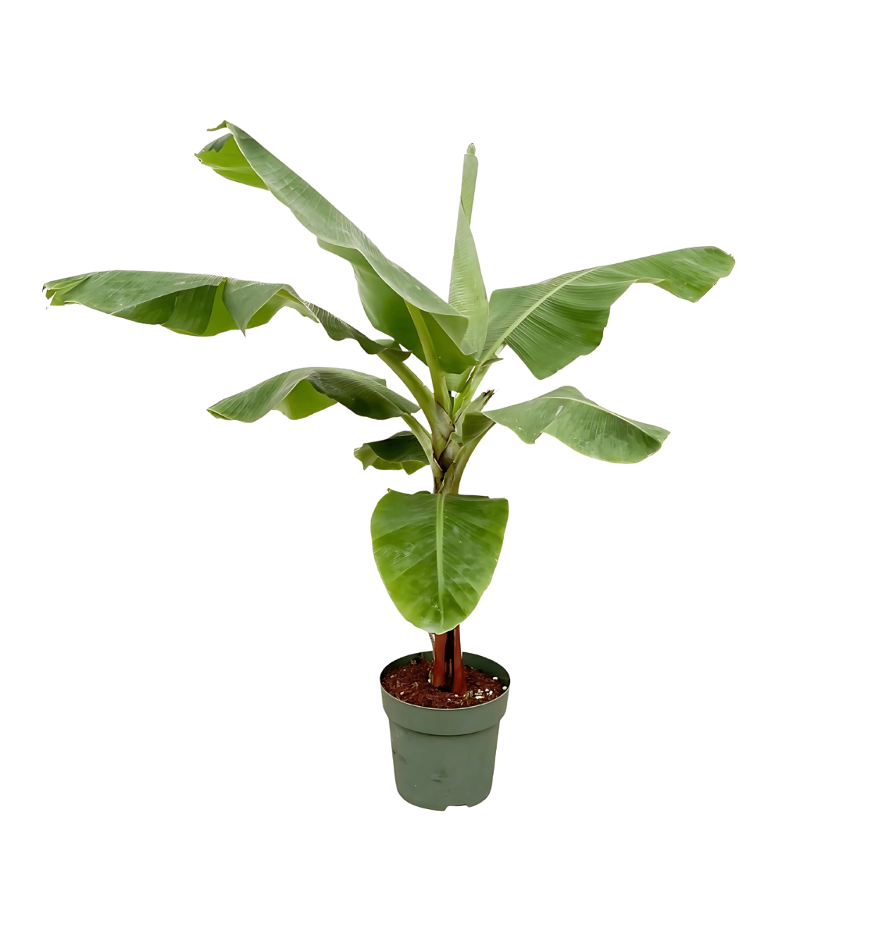 Musa | Bananenpflanze | +/- 150cm | ø 30cm Topf 1 Musa | Bananenpflanze | +/- 150cm | ø 30cm Topf