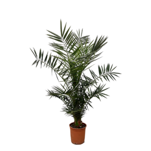 Phoenix Canariensis | Kanarische Dattelpalme | +/- 130cm | ø 20cm Topf