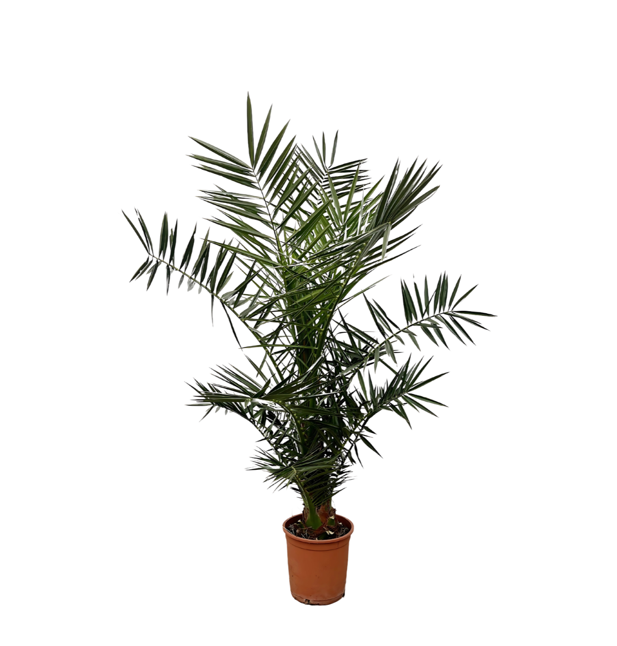 Phoenix Canariensis | Kanarische Dattelpalme | +/- 130cm | ø 20cm Topf 1 Phoenix Canariensis | Kanarische Dattelpalme | +/- 130cm | ø 20cm Topf