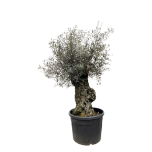 Olea Europaea “Bonsai” | Olivenbaum Bonsai | +/- 250cm | ø 65cm Topf