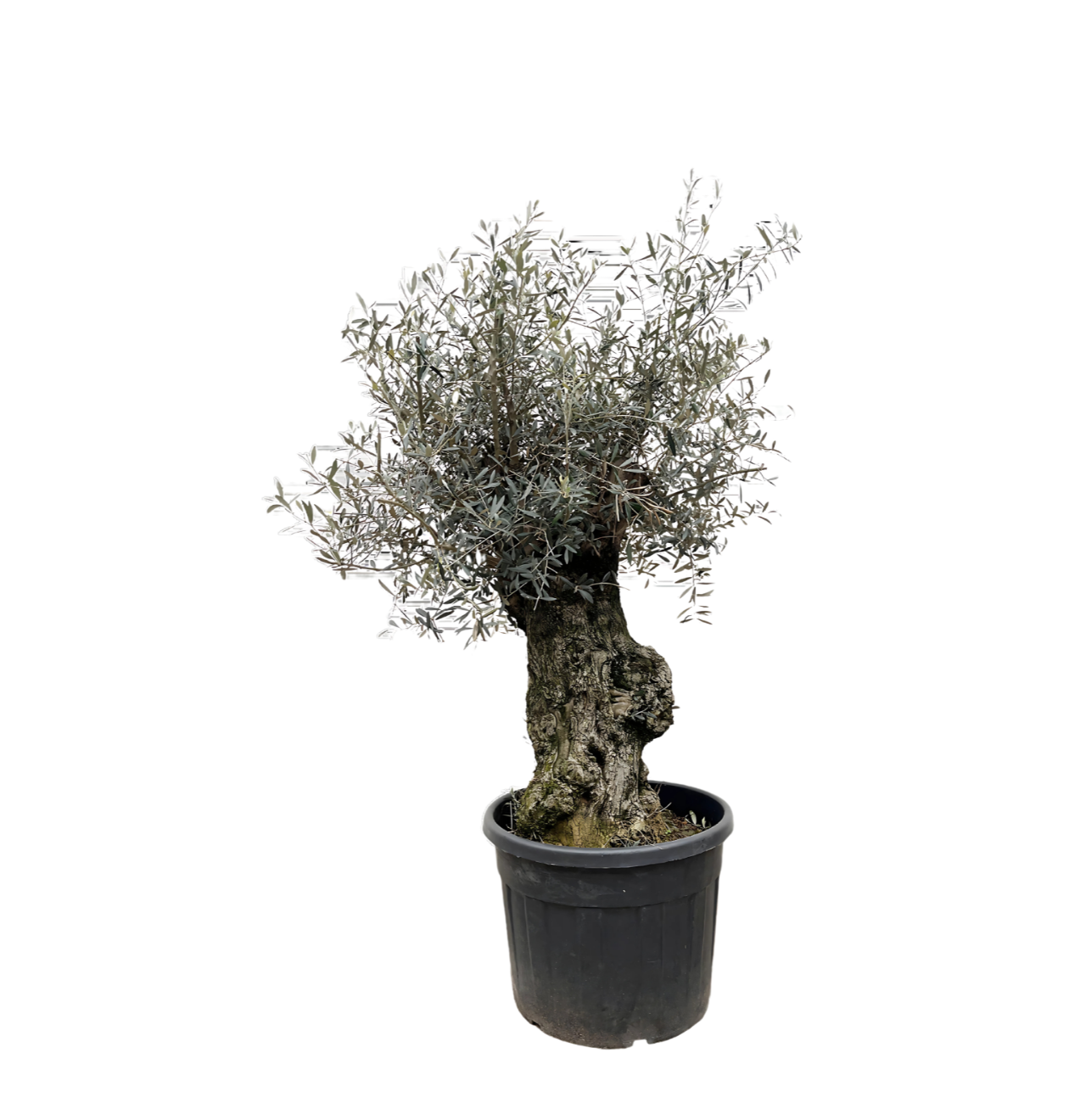 Olea Europaea “Bonsai” | Olivenbaum Bonsai | +/- 250cm | ø 65cm Topf 1 Olea Europaea “Bonsai” | Olivenbaum Bonsai | +/- 250cm | ø 65cm Topf