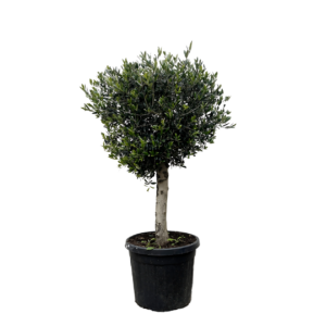 Das richtige Gewächshaus - problemlos und komfortabel 11 Olea Europaea “Lorc” | Olivenbaum | +/- 180cm | ø 50cm Topf