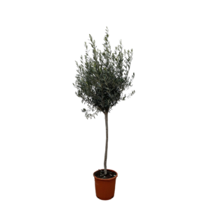 Olea Europaea “Op Stam” | Olivenbaum am Stamm | +/- 160cm | ø 24cm Topf
