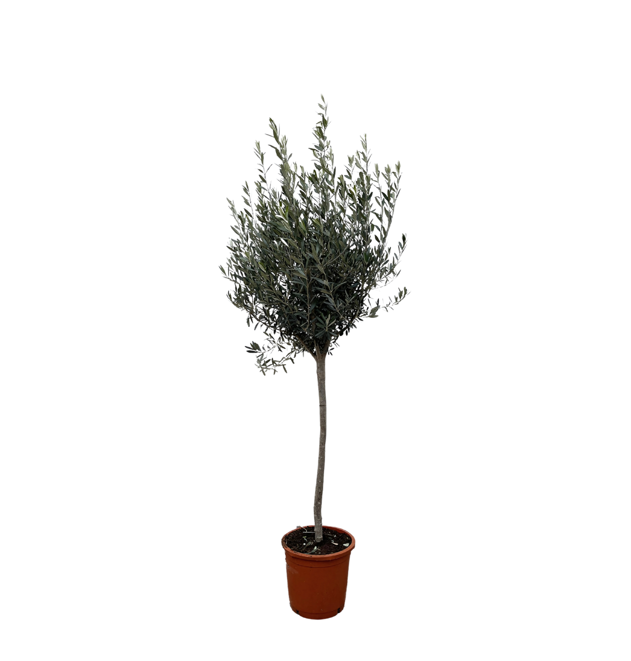 Olea Europaea “Op Stam” | Olivenbaum am Stamm | +/- 160cm | ø 24cm Topf 1 Olea Europaea “Op Stam” | Olivenbaum am Stamm | +/- 160cm | ø 24cm Topf