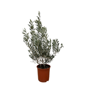 Olea Europaea “Struik” | Olivenbaum Strauch | +/- 100cm | ø 25cm Topf