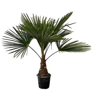 Trachycarpus | Hanfpalme | +/- 100cm | ø 21cm
