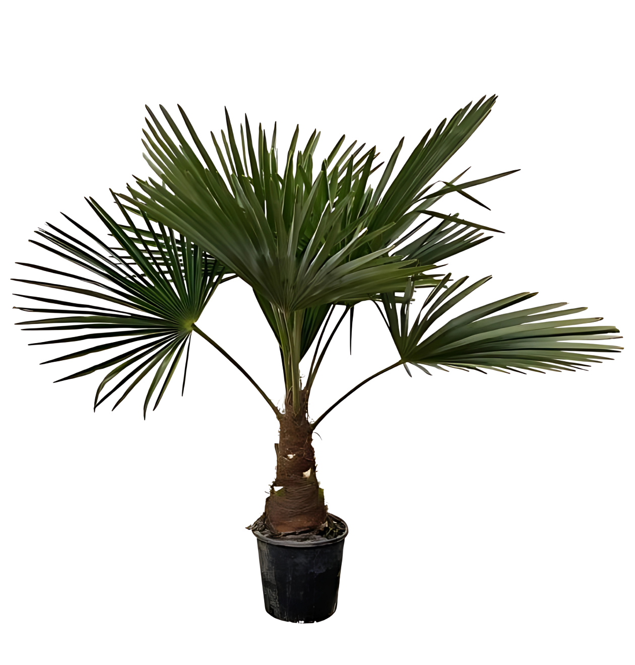 Trachycarpus | Hanfpalme | +/- 100cm | ø 21cm 1 Trachycarpus | Hanfpalme | +/- 100cm | ø 21cm