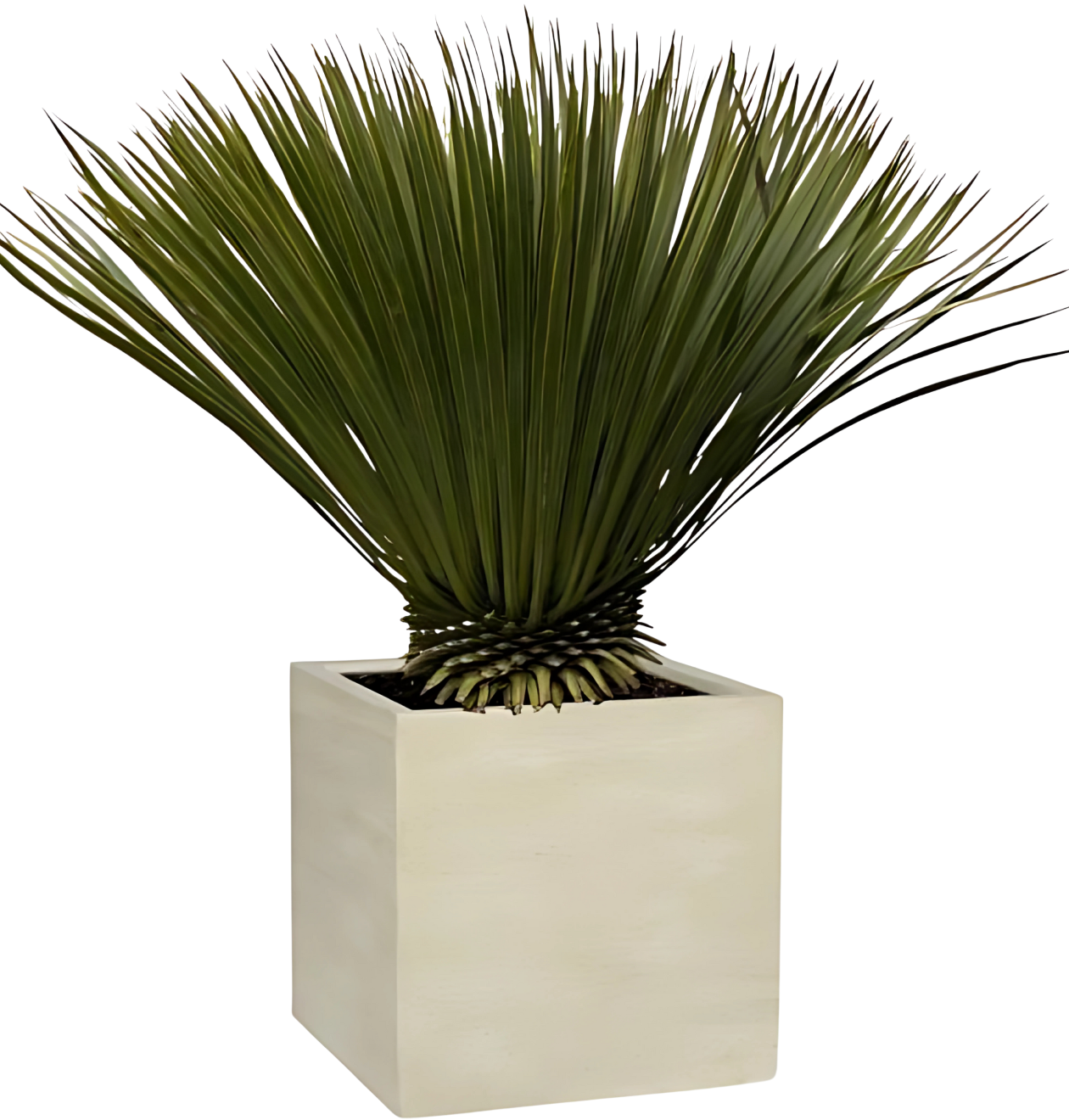 Yucca rostrata | Blaue Palmlilie | +/- 80cm | ø 27cm 1 Yucca rostrata | Blaue Palmlilie | +/- 80cm | ø 27cm