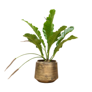 Anthurium “Botanical King” | Flamingoblume | +/- 100cm | ø 35cm Topf