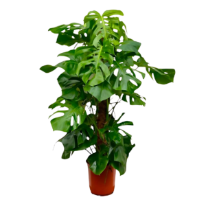 Monstera Deliciosa XXL | Fensterblatt | +/- 150cm | ø 27cm Topf