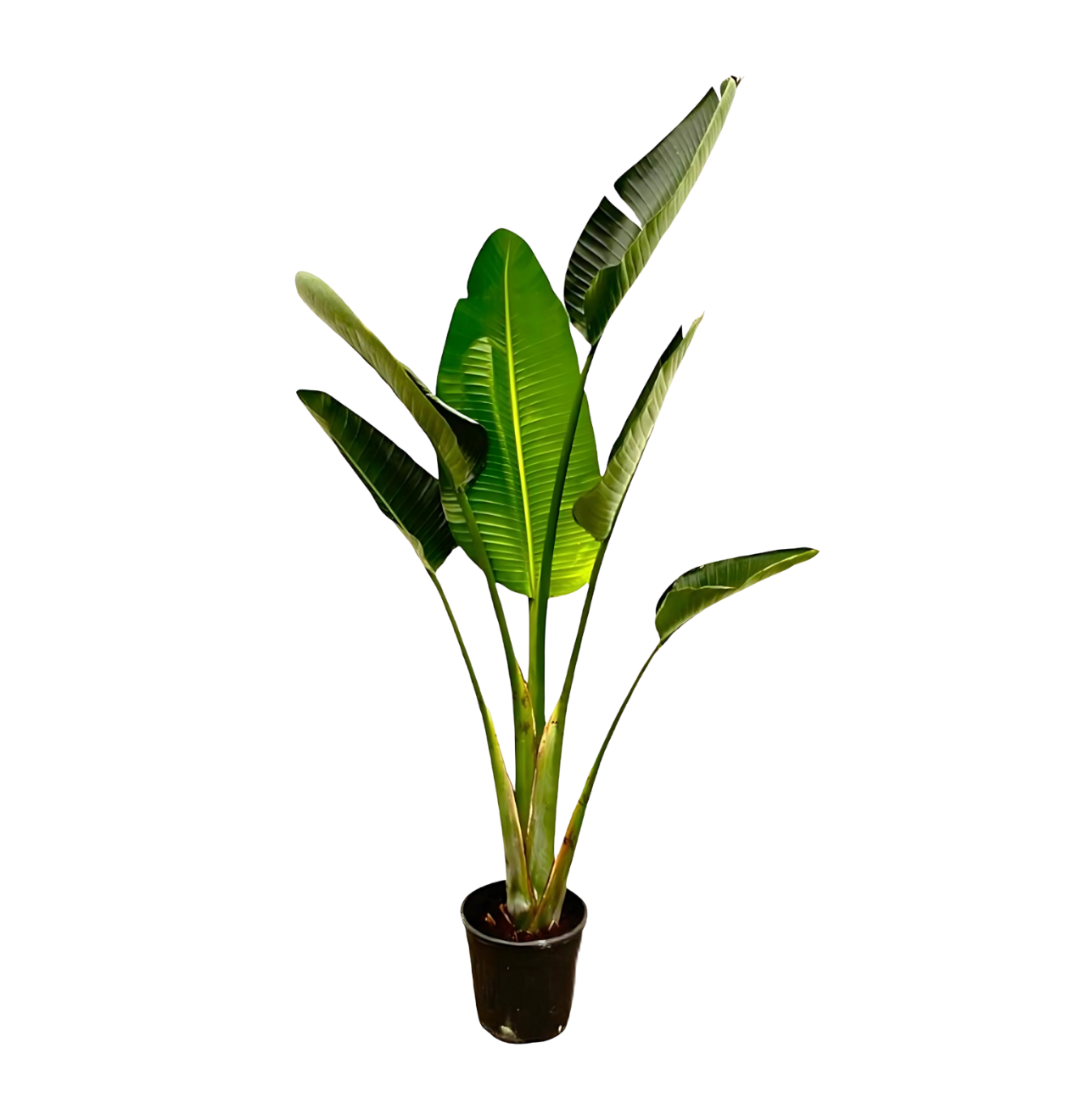 Strelitzia “Augusta” | Weiße Paradiesvogelblume | +/- 180cm | ø 30cm Topf 1 Strelitzia “Augusta” | Weiße Paradiesvogelblume | +/- 180cm | ø 30cm Topf